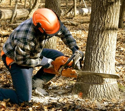 Tree Removal in Sand Lake, MI